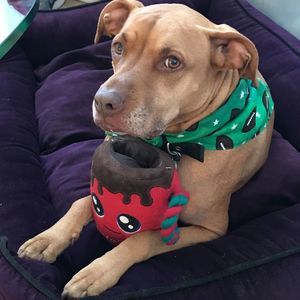 Meet your Posher, Sam